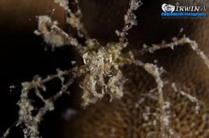 A C H A E U S
Decorator Crab, Achaeus spp
Lembeh Strait... by Irwin Ang 